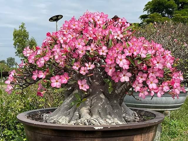 adenium