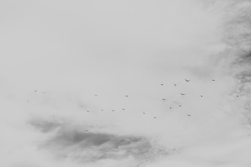 bw birds in sky