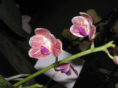 Grow and care Phalaenopsis javanica orchid - The Javanese Phalaenopsis