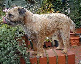 picture of a border terrier