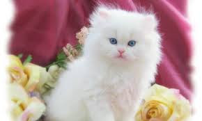 Cute And Funny Images Of White Kitten 22