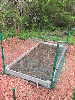 Lettuce and tomato plants in a suburban raised bed garden