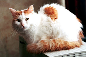 Photo of a Turkish Van cat.