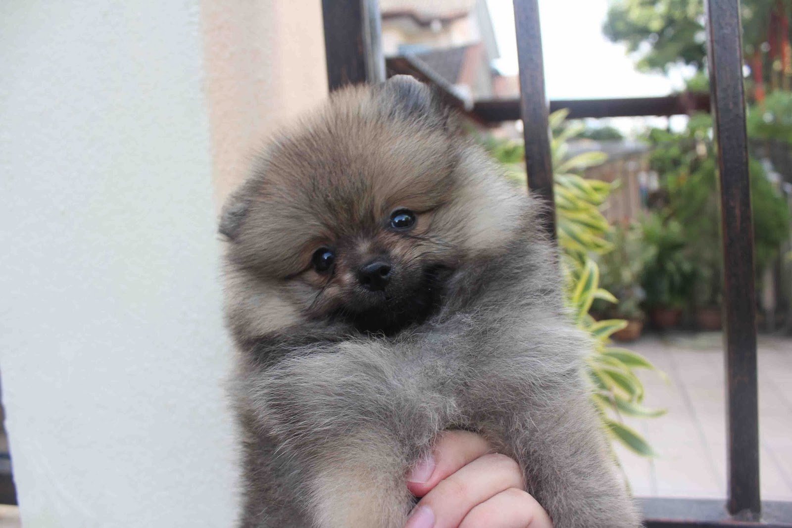 LovelyPuppy: 20131023 Sable Color Mini Pomeranian Puppy