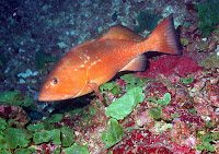 Red Grouper