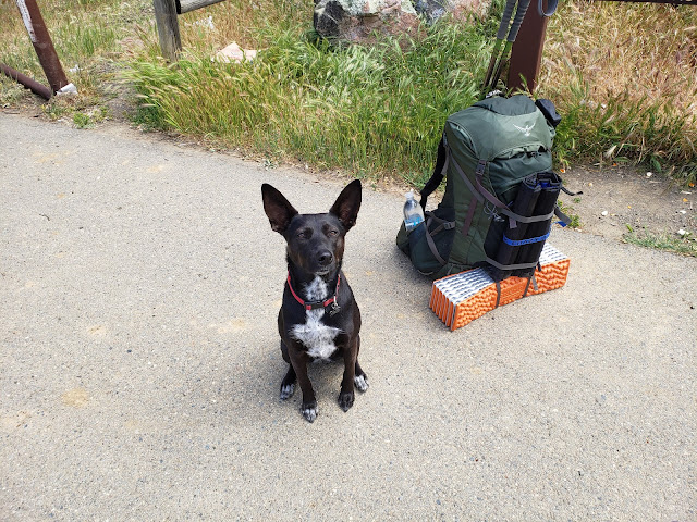 Pepper and backpack ready to go at the Judge Davis trailhead.