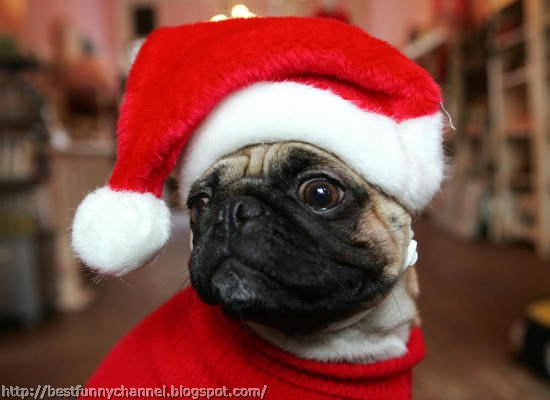 Pug in Christmas cap.