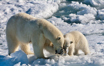 Pareja de osos jugando en el hielo