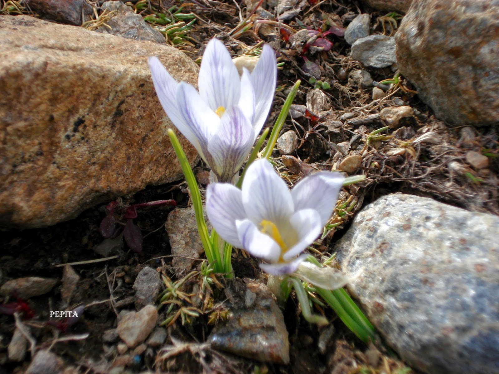 Foto flores Azafrán Blanco en los ventisqueros . Sierra Nevada