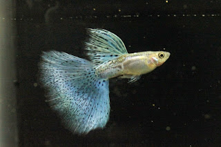 bloated guppy, angelfish and guppies, fin rot guppy, guppies keep dying, mollies and guppies, stages of guppy pregnancy, south african guppies, mosaic guppy, guppy cartoon, breeding guppy, aquarium guppies, pregnant guppie, female guppy pregnant, guppy tank size, guppies tank mates, do guppies give live birth, buy guppies, food for guppies, types of guppy fish, guppy disease, tropical fish guppies, black guppies, guppy black, red guppies, red guppy fish, moscow guppies, guppies and bettas, guppy fish information, guppy fish images, all about guppies, guppy breeder, guppys online, guppy poecilia reticulata, guppy a, purple guppies, beautiful guppies, guppy pdf, guppy swimming vertically, guppy names, yellow guppies, male guppies fighting, guppies and tetras, saltwater guppies, guppies and mollies, the guppies, breeding guppies in community tank, breed guppies, live guppies for sale, guppies fish for sale, breeding guppies for profit, guppies aquarium products, taking care of guppies, guppies fish care,