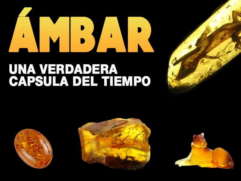 Ambar una verdadera capsula del tiempo