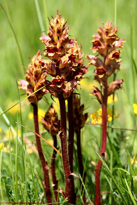 Orobanche