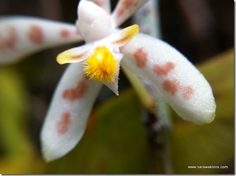 Trichoglottis_macro_iphone4