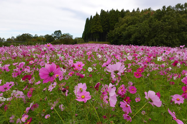 鳥取県西伯郡南部町鶴田　とっとり花回廊　秘密の花園