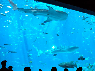 The Georgia Aquarium Whale Shark