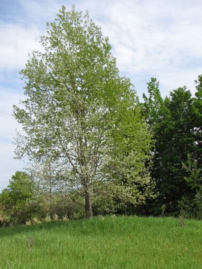 white aspen tree