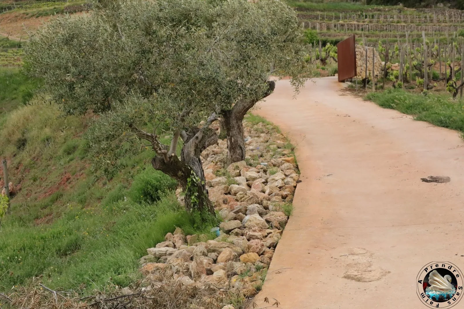 Déjeuner chez Vinyes Domènech - Capçanes