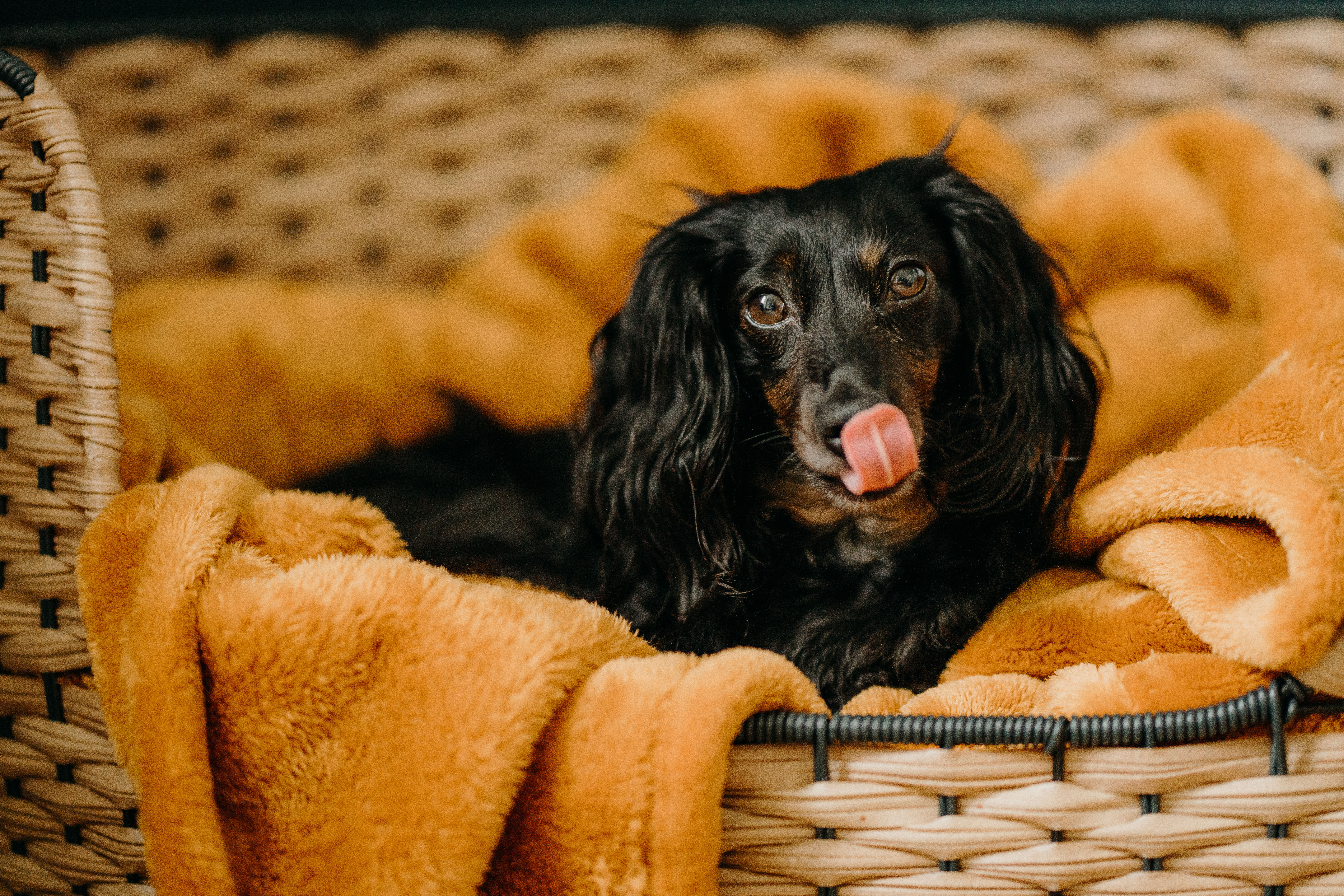 hetty dachshund puppy in bed liquid grain