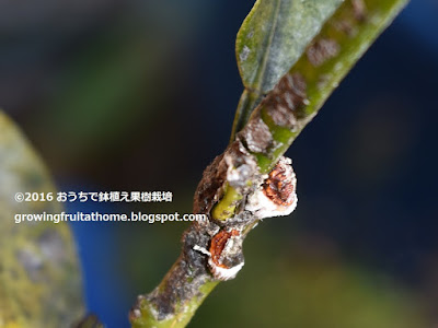 [10000ダウンロード済み√] ミカンの木 害虫 779741-みかんの木 害虫 病気