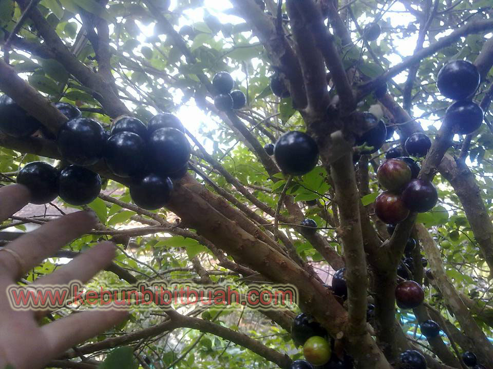 Anggur Brazil Jaboticaba ( Anggur Pohon ) | Kebun Bibit Buah