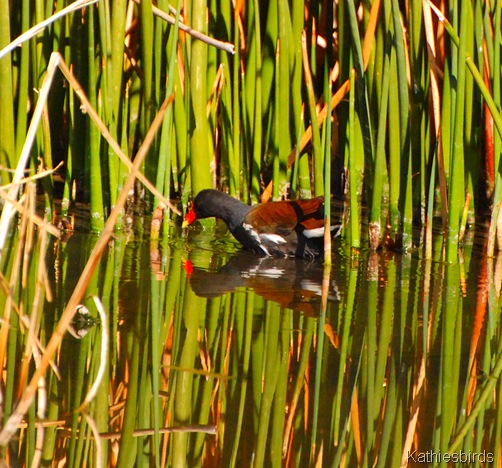9. common gallinule-kab