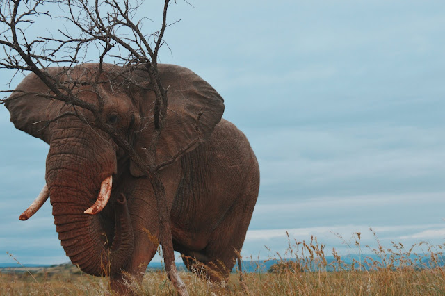 African Elephant