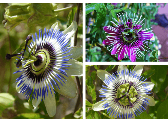 トケイソウとパッションフルーツに関係が 独特な花の形のトケイソウ はっさくカフェ