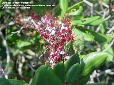 Maitín Myrrhinium atropurpureum