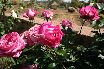 Pink Roses, Jos