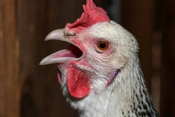 حيوانات بلا أسنان - الدجاج (جالوس جالوس دومينيكوس)
