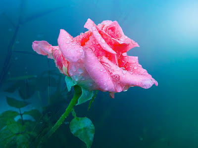 fotografia de rosas