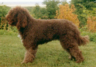 Barbet Dog