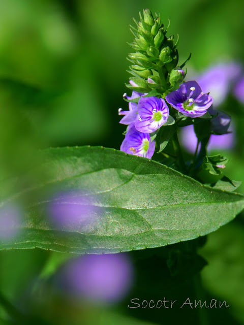 Veronica*myriantha