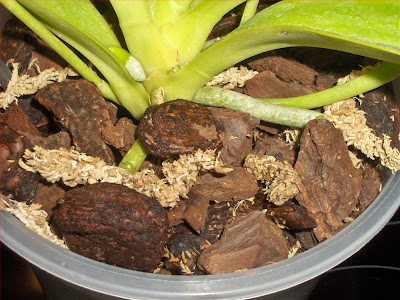 Phalaenopsis Cornu-Cervi repotted, detail of the environment, medium-large bark and sphagnum moss 