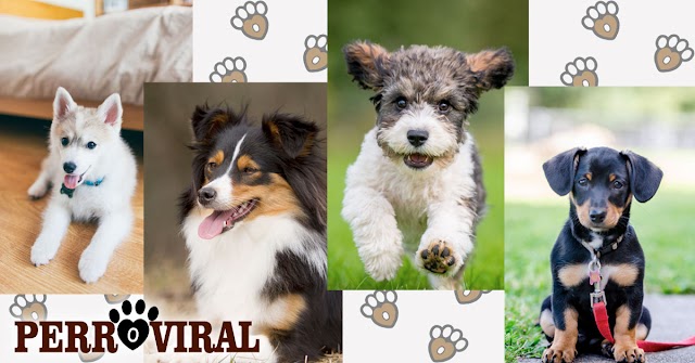 Aquí tienes a los 10 perros mestizos que te enamorarán
