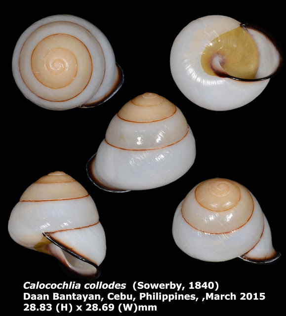 Calocochlia collodes 28.83mm