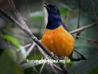 Mengenal 6 jenis murai batu dan habitat aslinya beserta harganya burung berkicau
