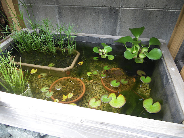 プラ舟　トロ舟　メダカの飼育　水草　水生植物