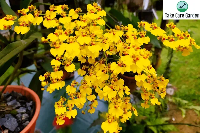 Revelando a beleza da orquídea Golden Rain: A Complete Guide