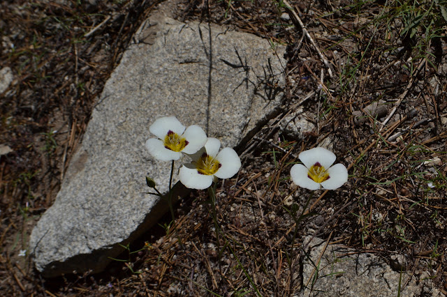 three wide open mariposa lilies