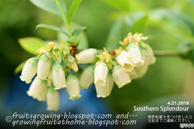 ブルーベリー サウザンスプレンダー Blueberry Southern Splendour Flower