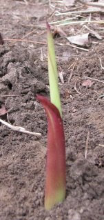 Canna shoots