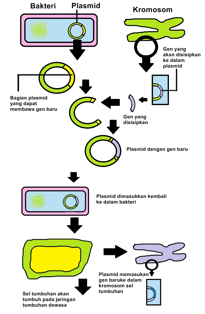 Bioteknologi Dengan Menggunakan Rekayasa  Genetik de Biology