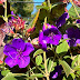Tibouchina - Purple flowers just in time for Autumn!