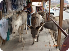 DSCN1508