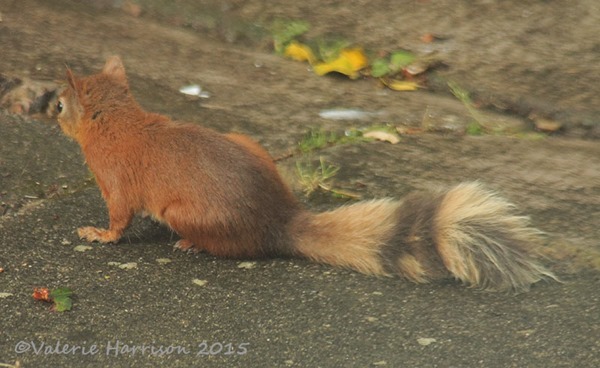 ring-tailed-squirrel