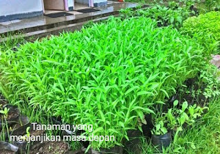 Kaangkung