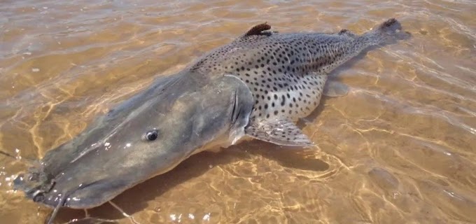 Pesca do pintado vai ser proibida a partir de dezembro em todo o país