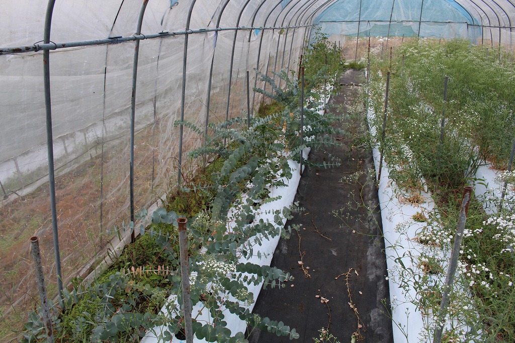 記憶の森を歩く Kanke S Web 21 17年 18年のユーカリ 草花類栽培のまとめ １ 秋冷の花プロジェクト ユーカリ グラミネ