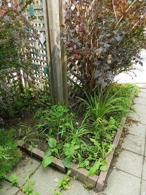 Toronto Leslieville Front Garden Cleanup Before by Paul Jung Gardening Services--a Toronto Gardening Company